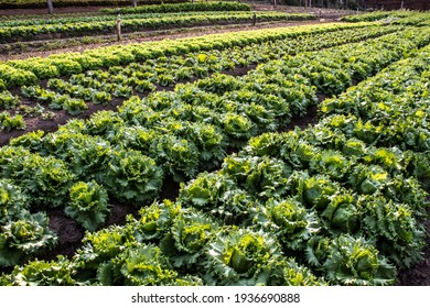 Vegetable Bed With Imperial Lettuce In A Family Farm In Sao Paulo State, Brazil