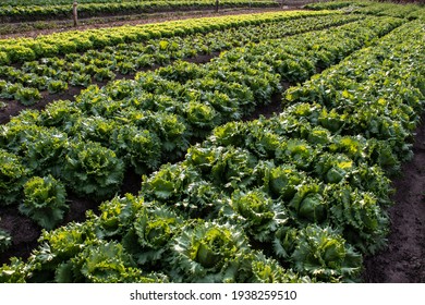 Vegetable Bed With Imperial Lettuce In A Family Farm In Sao Paulo State, Brazil