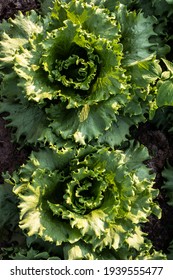 Vegetable Bed With Imperial Lettuce In A Family Farm In Sao Paulo State, Brazil