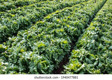 Vegetable Bed With Imperial Lettuce In A Family Farm In Sao Paulo State, Brazil