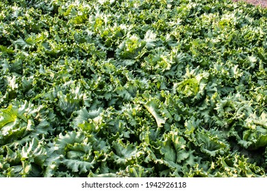 Vegetable Bed With Imperial Lettuce In A Family Farm In Sao Paulo State, Brazil