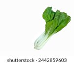 Vegetable bok choy, pak choi, thai pak choy or chinese cabbage. Bok choy (chinese cabbage) on white background