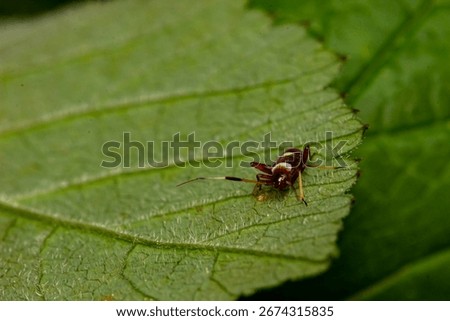 a vegetable bug on a green leaf. the natural environment. colorful macro photography. bokeh. blurred background. insect photo. beatle. bug. Closterotomus biclavatus. Mirinae. nymph
