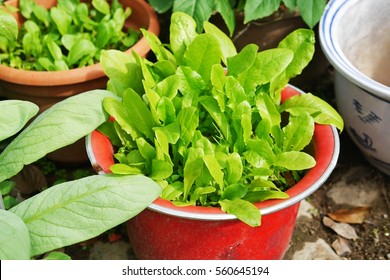 Vegetable Container Garden. Vegetable Growing In The Pot.