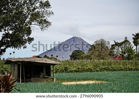 Vegetable crops under Mount Sinabung