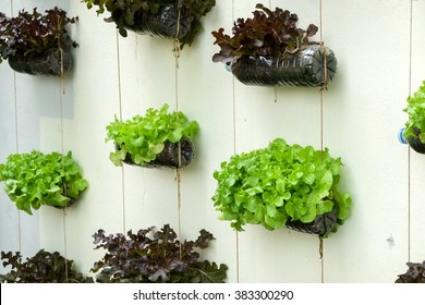 Vegetable In Decorated Vertical Garden Idea In The City