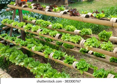 Vegetable In Decorated Vertical Garden Idea In The City