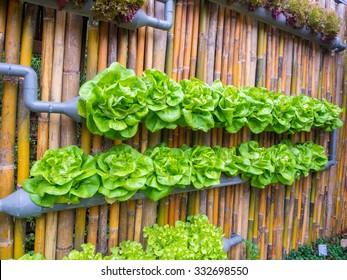 Vegetable In Decorated Wall Vertical Garden Idea In The City