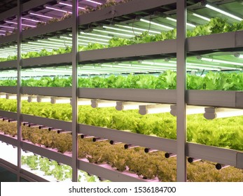 14,203 Factory vegetables Images, Stock Photos & Vectors | Shutterstock