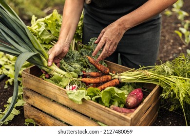 Vegetable farmer arranging freshly picked produce into a crate on an organic farm. Self-sustainable female farmer gathering a variety of fresh vegetables in her garden during harvest season. - Shutterstock ID 2127480059
