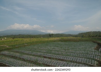 vegetable farming land in a village in Central Java, Central Java