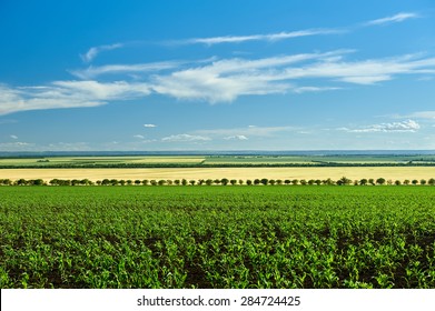 Vegetable Field And Blue Sky Summer Landscape