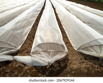 Vegetable field with insect repellent net