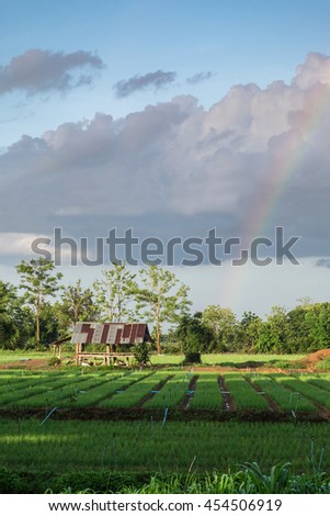Vegetable field with rainbow cloudy