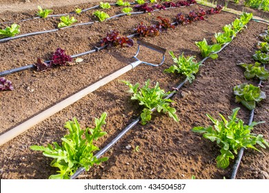 10,350 Irrigation system vegetable Images, Stock Photos & Vectors ...