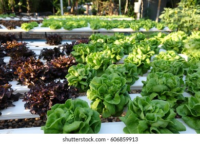 Vegetable Garden Stock Photo (Edit Now) 606859913