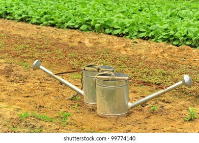 vegetable garden