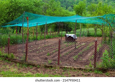 Vegetable garden with anti hail protective net over it