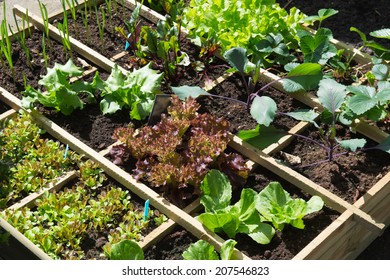 Vegetable Garden With Assortiment Vegetables And Cold Container