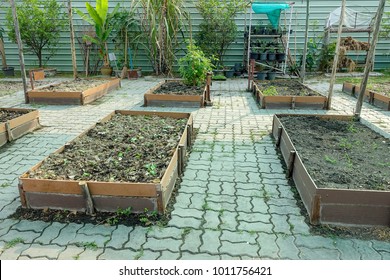 Vegetable Garden Boxes. Home Grown Vegetables.