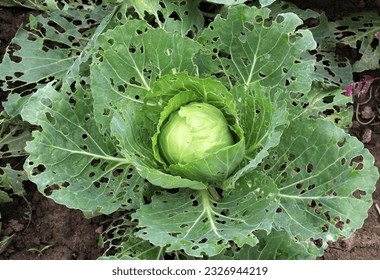 In the vegetable garden, cabbage leaves are damaged by slugs