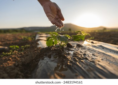 Vegetable garden care, gardening and agriculture. Farmer's hand watering a sprout with water drops in the soil field with polyethylene for beds.  - Powered by Shutterstock