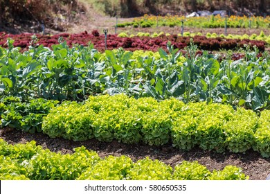 vegetable garden color green texture