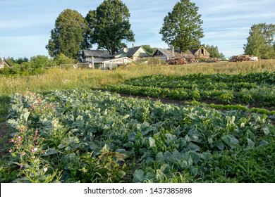Vegetable garden cultivation, gardening with permaculture principles. Traditional countryside landscape with green Eco-friendly vegetable patch