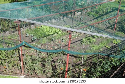 vegetable garden with cultivation of vegetables and the green plastic net for protection against hail and birds