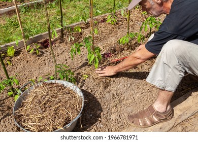 In The Vegetable Garden - Gardener Spreading Mulch By Hand At The Foot Of Tomato Plants 