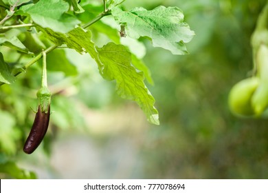 Vegetable Garden / Vegetable Grafting