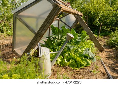 Vegetable Garden With Green Salad In Handmade Cold Frame