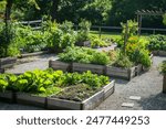 vegetable garden growing organic food 