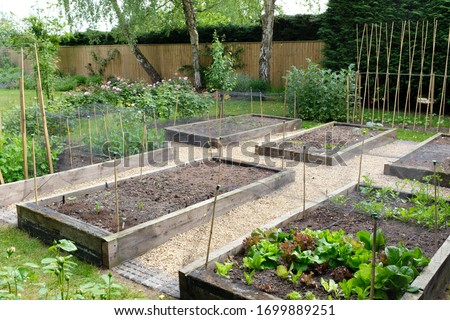 Vegetable garden, growing vegetables in a backyard in England, UK