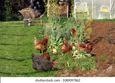 Vegetable Garden With Hens