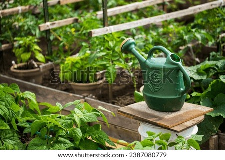 vegetable garden images. These visuals capture the peace and beauty of a well tended garden, providing the perfect backdrop for conveying messages of relaxation, wellness, and the joy of cultivating y