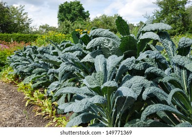 Vegetable Garden With Kale