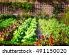 vegetable garden background