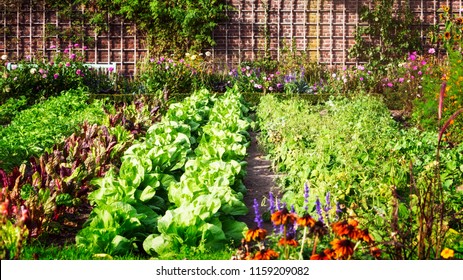 Vegetable garden in late summer. Herbs, flowers and vegetables in backyard formal garden. Eco friendly gardening