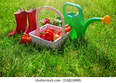 Vegetable Garden In Late Summer. Herbs, Flowers And Vegetables In Backyard Formal Garden. Eco Friendly Gardening.