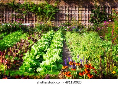 Vegetable garden in late summer. Herbs, flowers and vegetables in backyard formal garden. Eco friendly gardening - Shutterstock ID 491150020