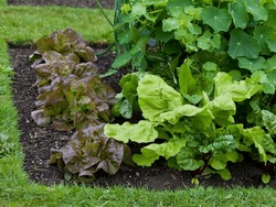 Vegetable Garden With Many Edible Plants -  Salad Leaves Like Lettuce, Beet Greens, Spinach And Broad Beans Are Growing In The Healthy Dark Soil.