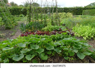 Vegetable Garden, The Netherlands