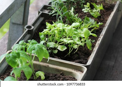 Vegetable Garden On A Terrace. Herbs, Tomatoes Seedling Growing In Container