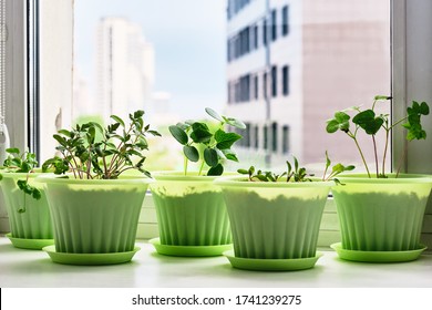 Vegetable Garden On Window Sill On Background Of Blue Sky And Urban Buildings. Young Plants Of Tomato, Cucumber, Chard, Radish, Phlox In Green Pots.