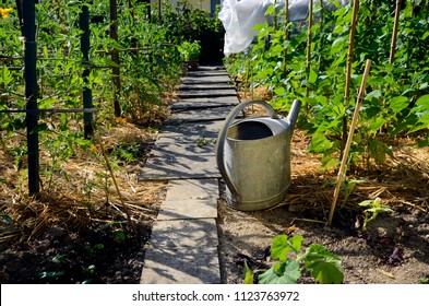 Vegetable garden, permaculture with straws on ground, paved alley, and watering can