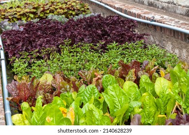 In the vegetable garden - Planting vegetable seedlings in a horticultural planter 