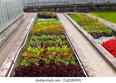In the vegetable garden - Planting vegetable seedlings in a horticultural planter 