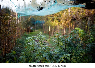 Vegetable garden protected by anti hail net