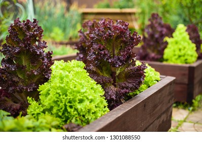 Vegetable Garden With Raised Beds